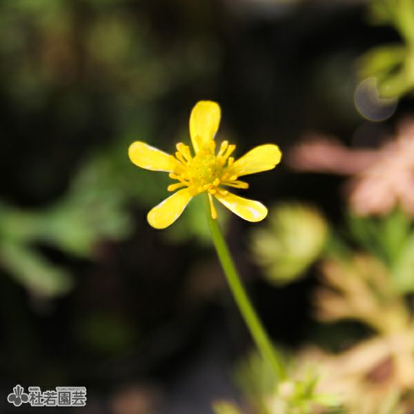 水生植物】 ラヌンクルス | 杜若園芸WEBショップ｜水草の生産販売