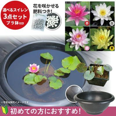 スイレン】 ホーランディア(温帯睡蓮・桃色) 19cmカゴ | 杜若園芸WEBショップ｜水草の生産販売【通販ショップ】