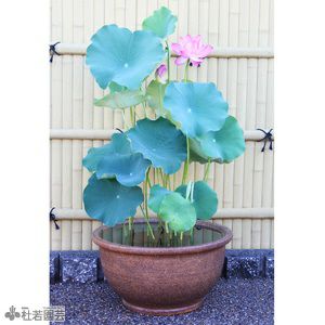 高級和風鉢で楽しむよく咲く蓮セット | 杜若園芸WEBショップ 高級和風鉢で楽しむよく咲く蓮セット | 杜若園芸WEBショップ