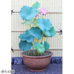 ハスの栽培セット 株式会社 杜若園芸 水草の生産販売 通販ショップ