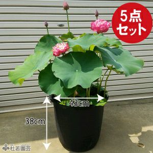 スタッフ厳選！大型蓮の栽培セット | 杜若園芸WEBショップ｜水草の生産販売【通販ショップ】