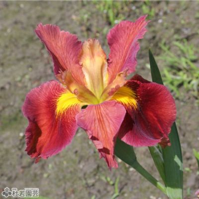 ルイジアナアイリス ペガレッタ 12cmポット 株式会社 杜若園芸 水草の生産販売 通販ショップ ルイジアナアイリス ペガレッタ 12cmポット 株式会社 杜若園芸 水草の生産販売 通販ショップ