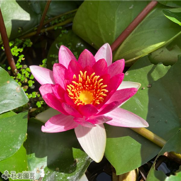 スイレン】 ピンクカペンシス(熱帯睡蓮) 10,5cmポット | 杜若園芸WEB