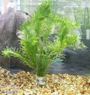 水生植物 オオカナダモ アナカリス 鉛巻き 株式会社 杜若園芸 水草の生産販売 通販ショップ