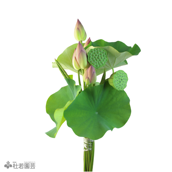 蓮のお供えセット 切花 株式会社 杜若園芸 水草の生産販売 通販ショップ
