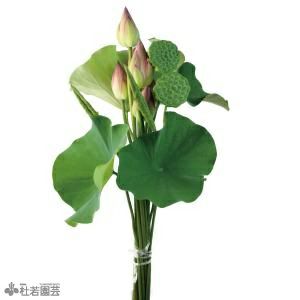 蓮 ハス 切り花の販売 通販 切花 株式会社 杜若園芸 水草の生産販売 通販ショップ 蓮 ハス 切り花の販売 通販 切花 株式会社 杜若園芸 水草の生産販売 通販ショップ