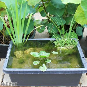 初めてのビオトープセット 株式会社 杜若園芸 水草の生産販売 通販ショップ