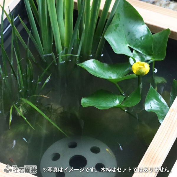 初めてのビオトープセット | 杜若園芸WEBショップ｜水草の生産販売【通販ショップ】