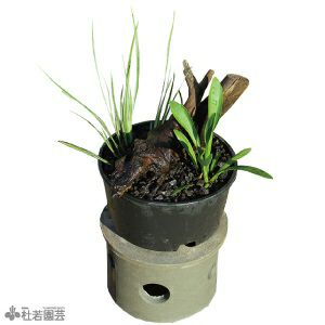 ビオトープのセット | 杜若園芸WEBショップ｜水草の生産販売