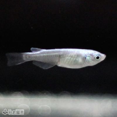 ビオトープで水草のじゅうたんづくり 株式会社 杜若園芸 水草の生産販売 通販ショップ ビオトープで水草のじゅうたんづくり 株式会社 杜若園芸 水草の生産販売 通販ショップ