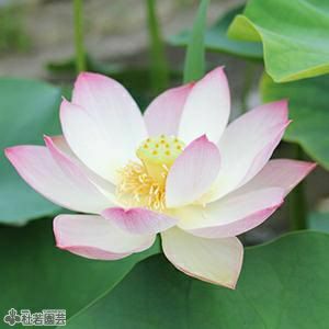 飛天（ひてん）