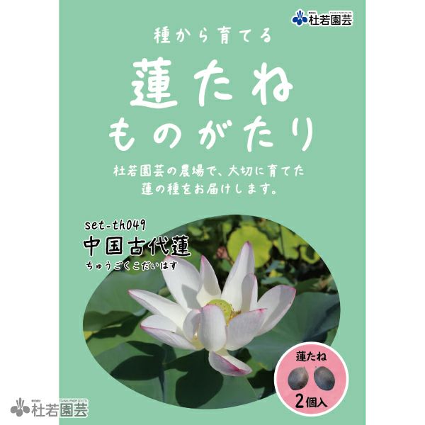 レア品種ハス インド蓮の種４個の出品です 来年発芽用 今月末迄セール 000000002593-01-m.jpg?t=