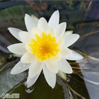 商品一覧 |杜若園芸WEBショップ｜水草の生産販売【通販ショップ】