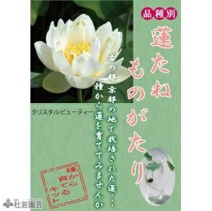 蓮、ハス】クリスタルビューティー【小型種】 | 杜若園芸WEBショップ｜水草の生産販売【通販ショップ】