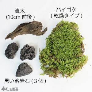 いろいろ 流木 に 苔 を 生やす Sinhitenwall いろいろ 流木 に 苔 を 生やす Sinhitenwall