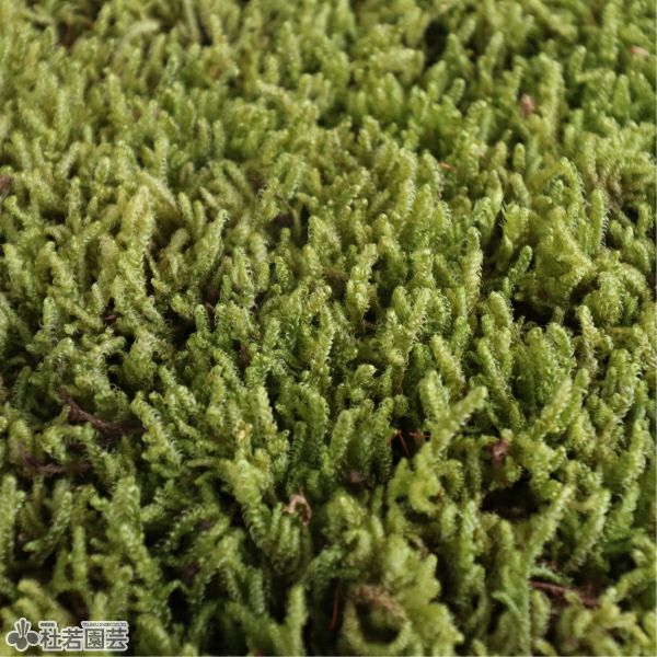 朽木苔 朽木苔 【公式通販】