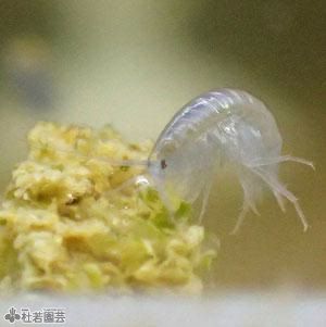 ヨコエビ 10匹セット 株式会社 杜若園芸 水草の生産販売 通販ショップ ヨコエビ 10匹セット 株式会社 杜若園芸 水草の生産販売 通販ショップ