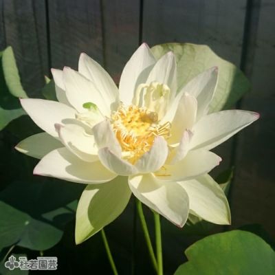 花のサイズ】小型品種・椀蓮 | 杜若園芸WEBショップ｜水草の生産販売【通販ショップ】