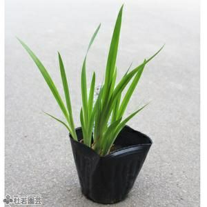 水生植物 ハナショウブ 肥後系 助六 花菖蒲 花しょうぶ 株式会社 杜若園芸 水草の生産販売 通販ショップ