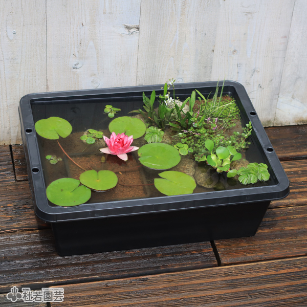 初めての方にも簡単やさしい ビオトープを始めよう 株式会社 杜若園芸 水草の生産販売 通販ショップ