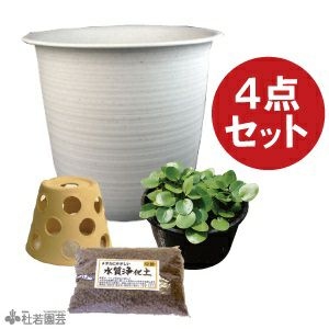 夏のメダカ飼育】深鉢ビオトープセット | 杜若園芸WEBショップ｜水草の生産販売【通販ショップ】