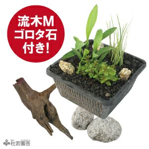 ビオトープにおすすめの寄せ植え | 杜若園芸WEBショップ｜水草の生産販売【通販ショップ】