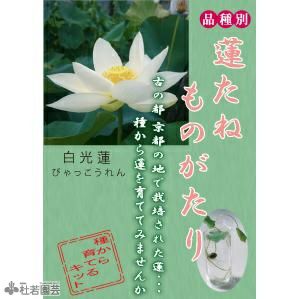 蓮の種 ハスの実　はすのたね　ロータス 開運 仏花　150個　在庫ラスト 蓮の種 ハスの実 はすのたね ロータス 開運 仏花 150個 在庫