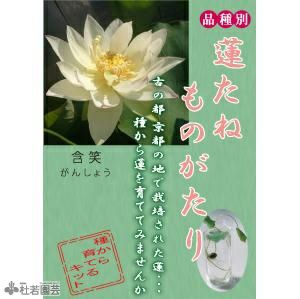 蓮、ハス】クリスタルビューティー【小型種】 | 杜若園芸WEBショップ｜水草の生産販売【通販ショップ】