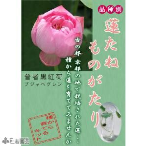 蓮 ハス の種子の通販 販売 株式会社 杜若園芸 水草の生産販売 通販ショップ