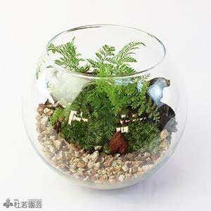 テラリウム、シダリウム、コケテラリウム用品の販売 | 杜若園芸WEBショップ｜水草の生産販売【通販ショップ】