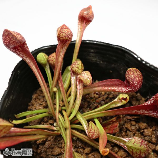 Catopsis morreniana giant form 食虫植物 Catopsis morreniana giant form 食虫植物 Catopsis morreniana giant