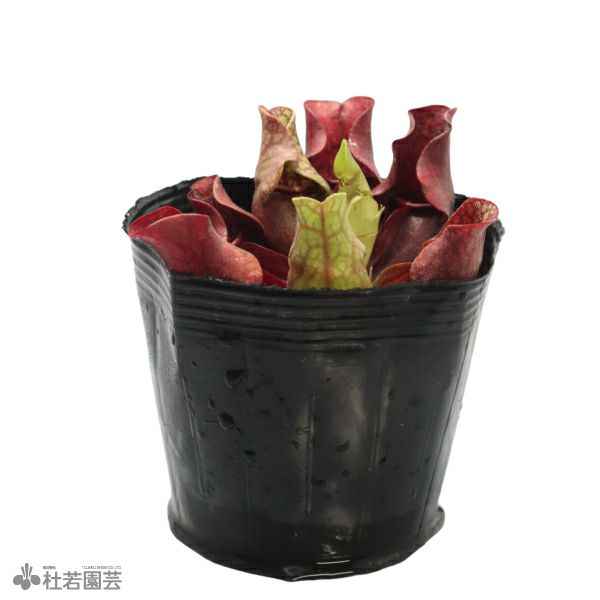 プルプレア代表画像