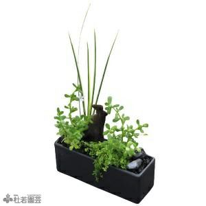 メダカ水槽向き 水中横長アレンジ 株式会社 杜若園芸 水草の生産販売 通販ショップ