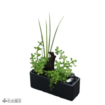 メダカ水槽向き 水中横長アレンジ 株式会社 杜若園芸 水草の生産販売 通販ショップ