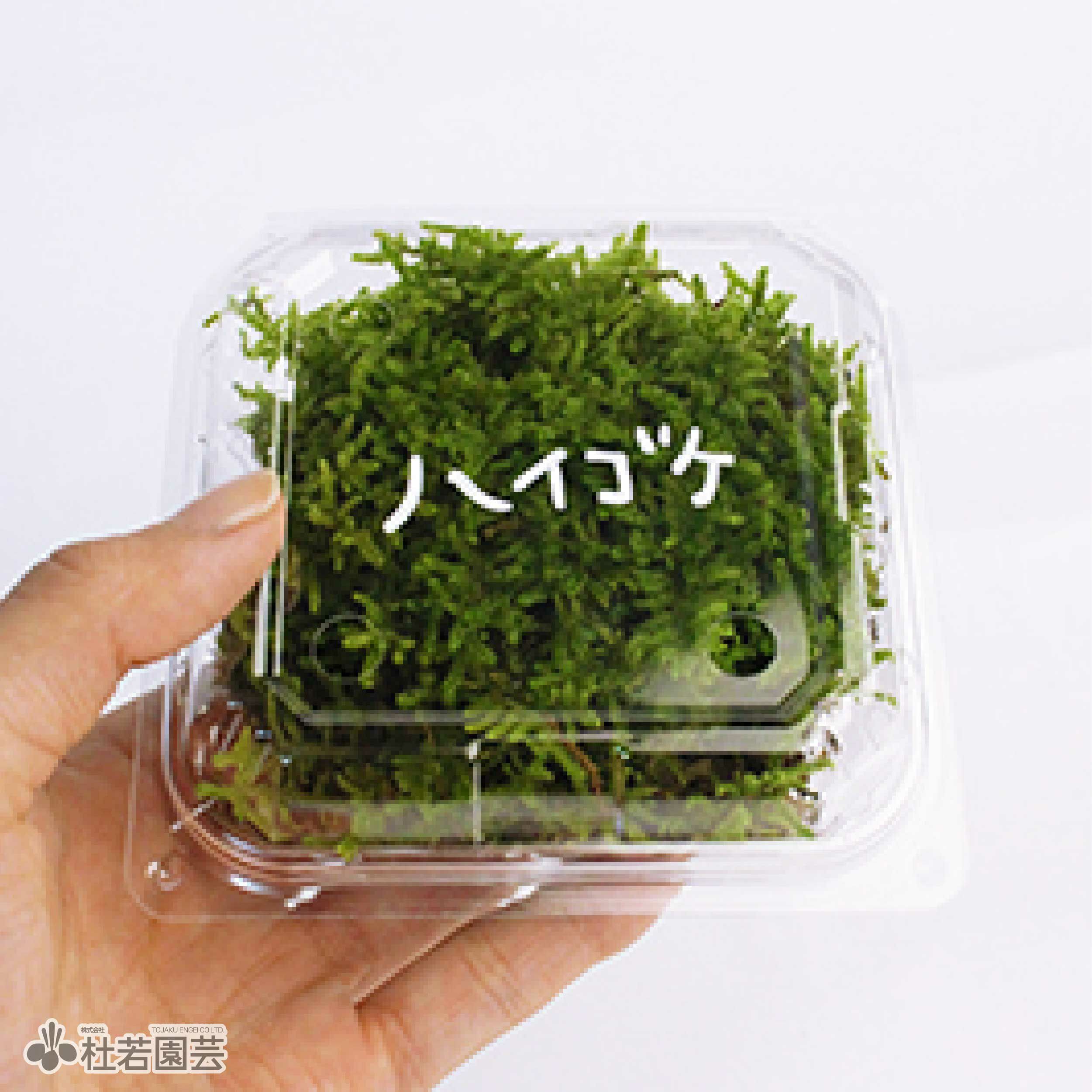苔品種 ハイゴケ（小）【苔、コケ、こけ】 | 杜若園芸WEBショップ