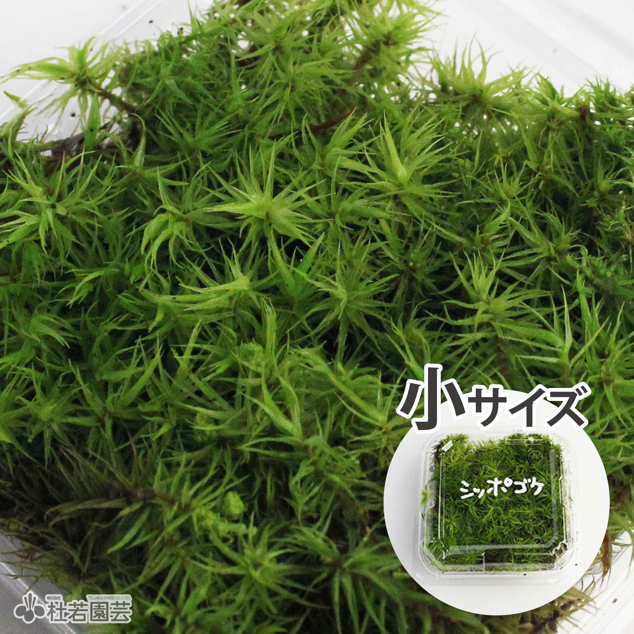 苔品種 シッポゴケ 小 苔 コケ こけ 株式会社 杜若園芸 水草の生産販売 通販ショップ