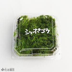 苔品種 シッポゴケ 大 苔 コケ こけ 株式会社 杜若園芸 水草の生産販売 通販ショップ