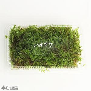 苔品種 シッポゴケ 大 苔 コケ こけ 株式会社 杜若園芸 水草の生産販売 通販ショップ