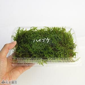 ハイゴケ　10トレー トレー 商品一覧｜高品質の苔販売専門店 苔日光
