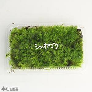 苔品種 シッポゴケ 大 苔 コケ こけ 株式会社 杜若園芸 水草の生産販売 通販ショップ