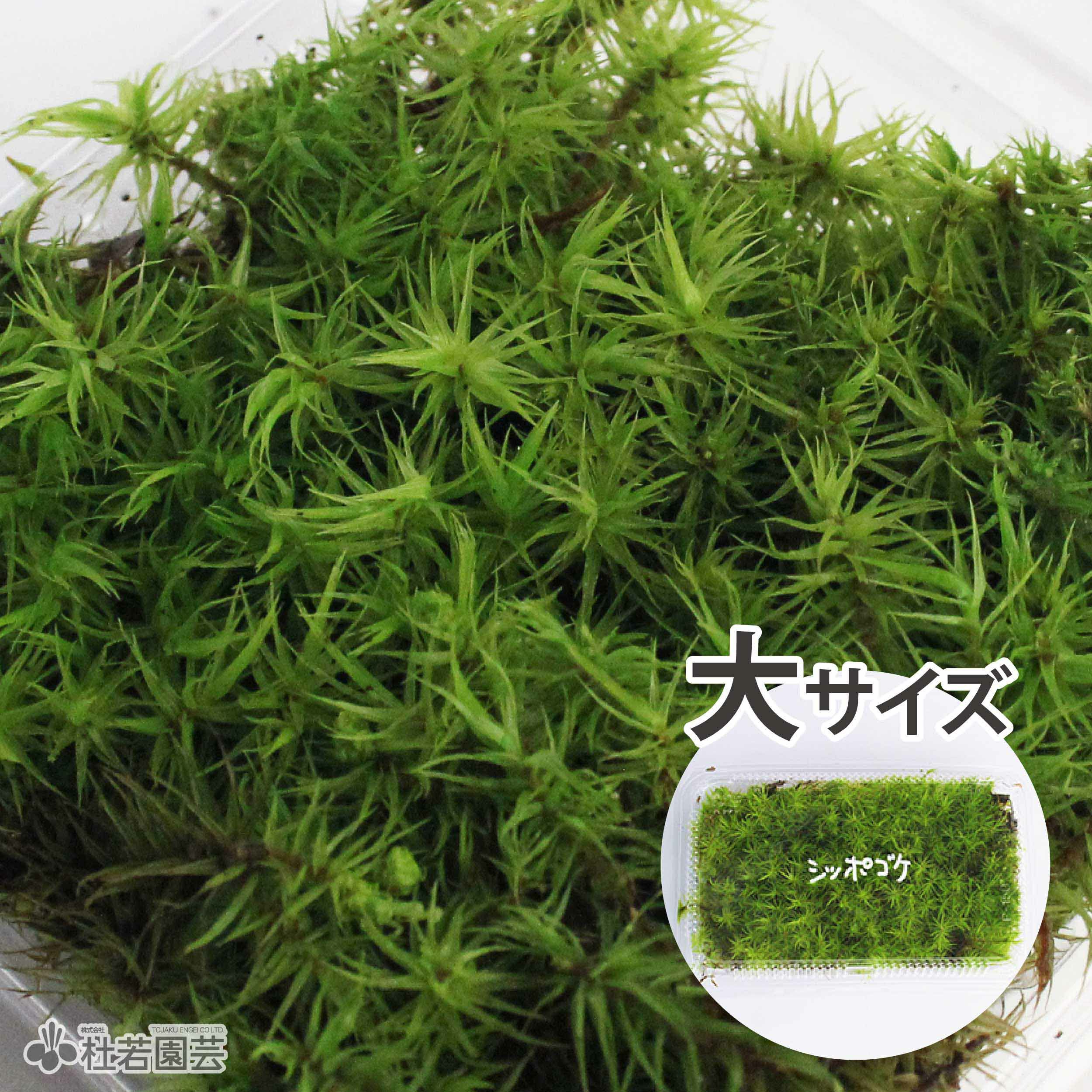 苔品種 シッポゴケ 大 苔 コケ こけ 株式会社 杜若園芸 水草の生産販売 通販ショップ