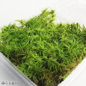 苔品種 シッポゴケ 大 苔 コケ こけ 株式会社 杜若園芸 水草の生産販売 通販ショップ