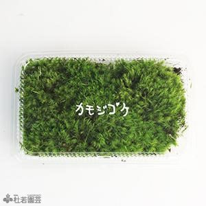 苔品種 シッポゴケ 大 苔 コケ こけ 株式会社 杜若園芸 水草の生産販売 通販ショップ