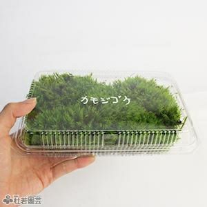 苔品種 カモジゴケ（大）【苔、コケ、こけ】 | 株式会社 杜若園芸