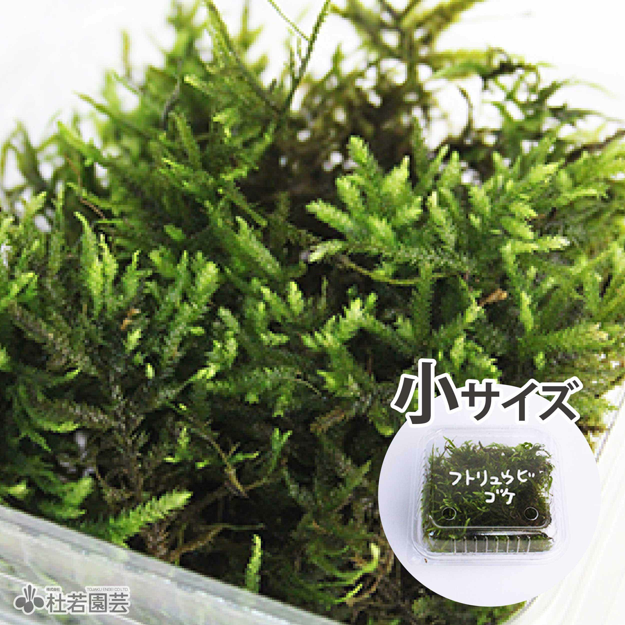 苔品種 ハイゴケ（小）【苔、コケ、こけ】 | 杜若園芸WEBショップ