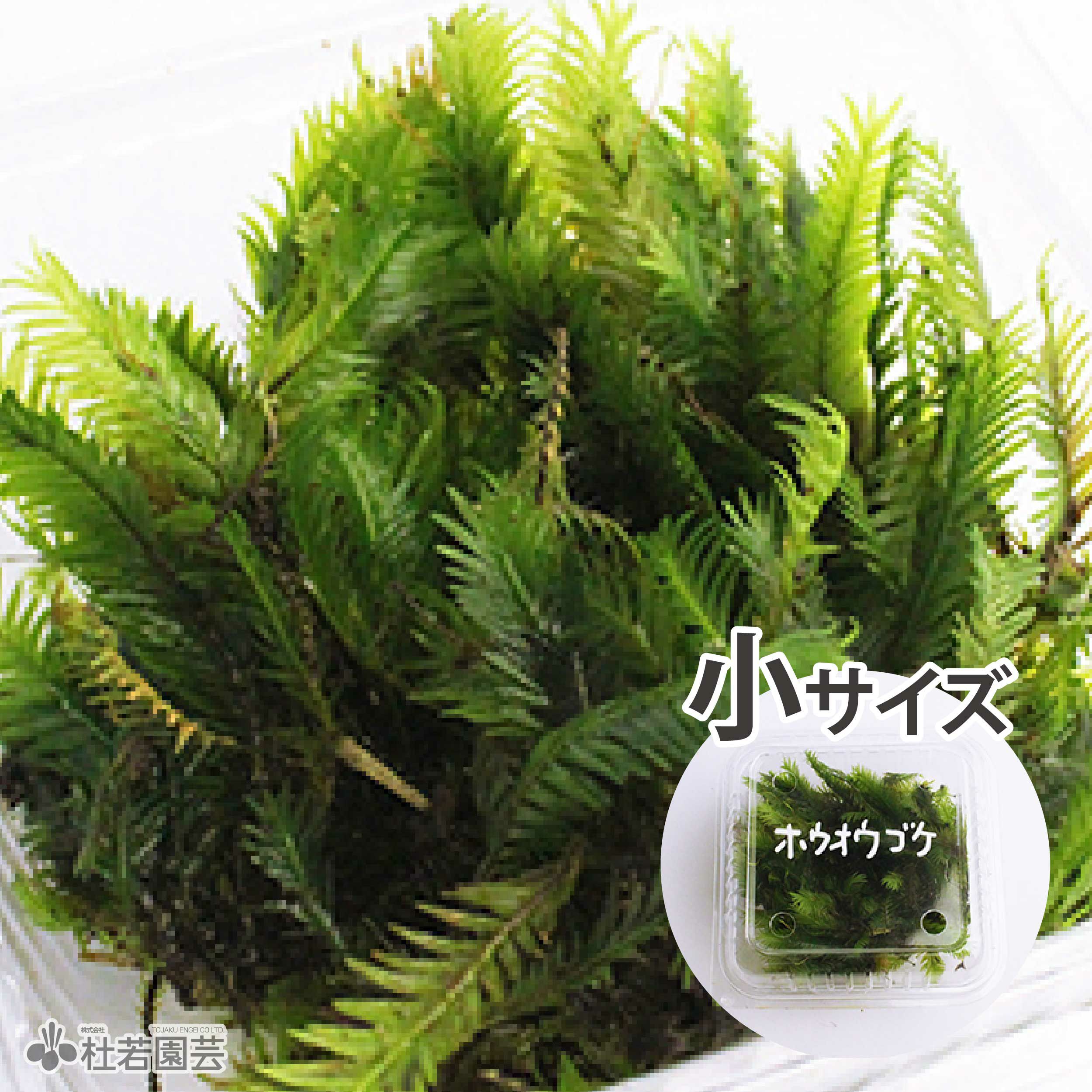 高級苔品種 ホウオウゴケ（小） 【苔、コケ、こけ】 | 杜若園芸WEB