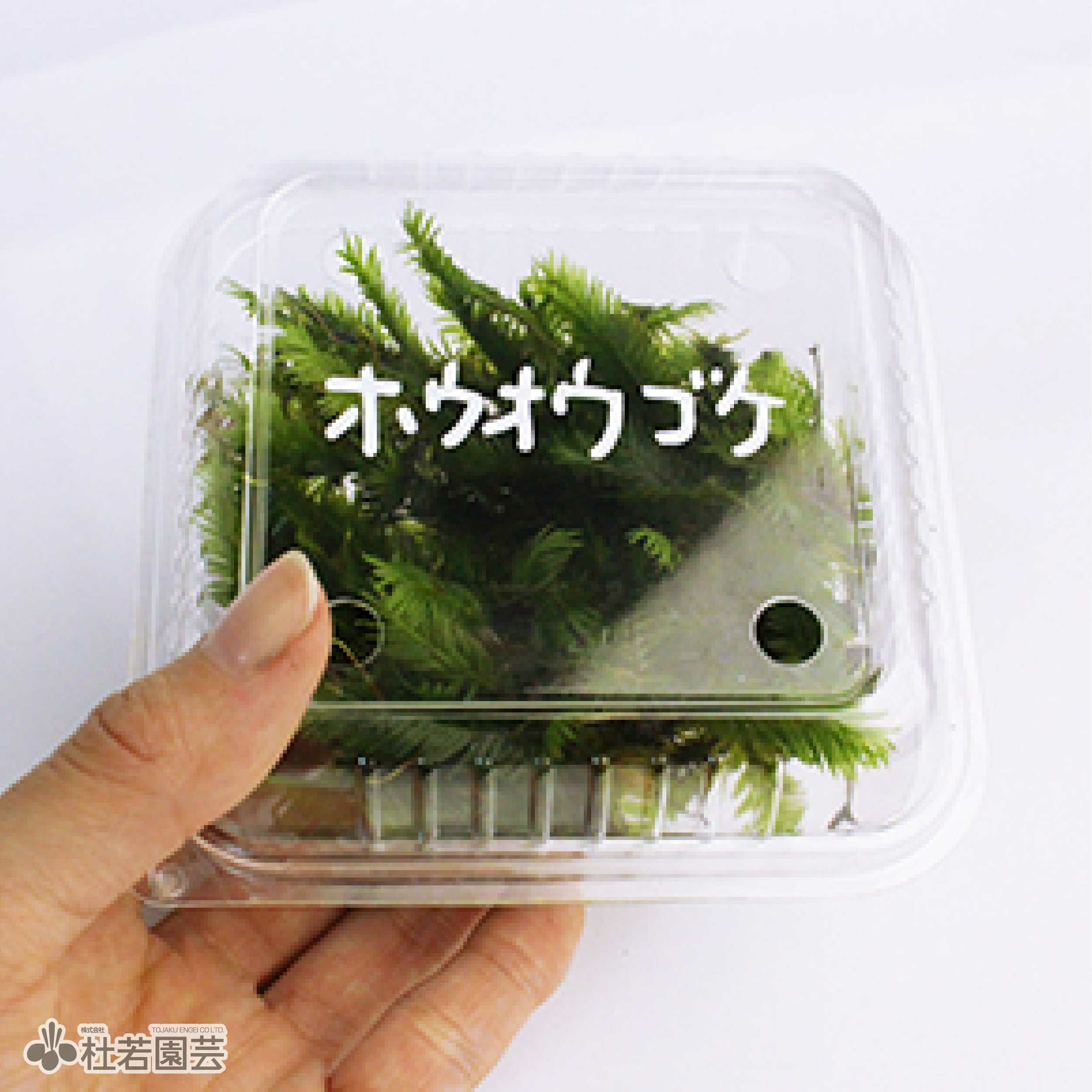 高級苔品種 ホウオウゴケ（小） 【苔、コケ、こけ】 | 杜若園芸WEB 