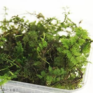 高級苔品種 シノブゴケ 大 苔 コケ こけ 株式会社 杜若園芸 水草の生産販売 通販ショップ