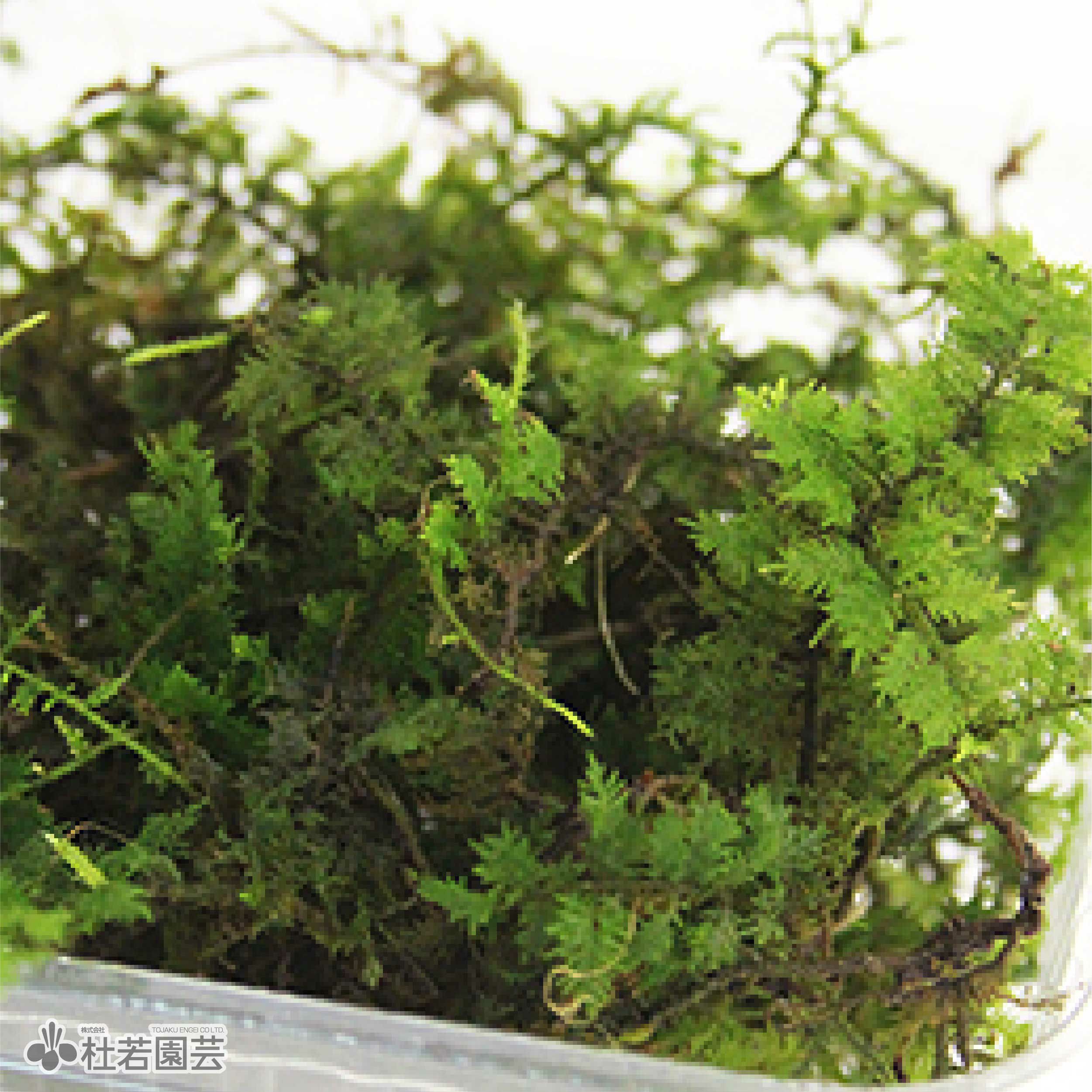 高級苔品種 シノブゴケ 大 苔 コケ こけ 株式会社 杜若園芸 水草の生産販売 通販ショップ
