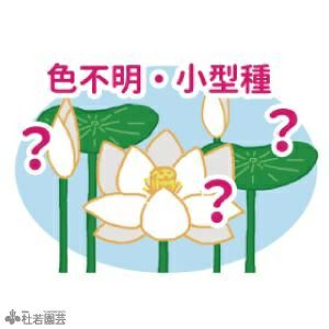 AmiAmi [Character & Hobby Shop]
